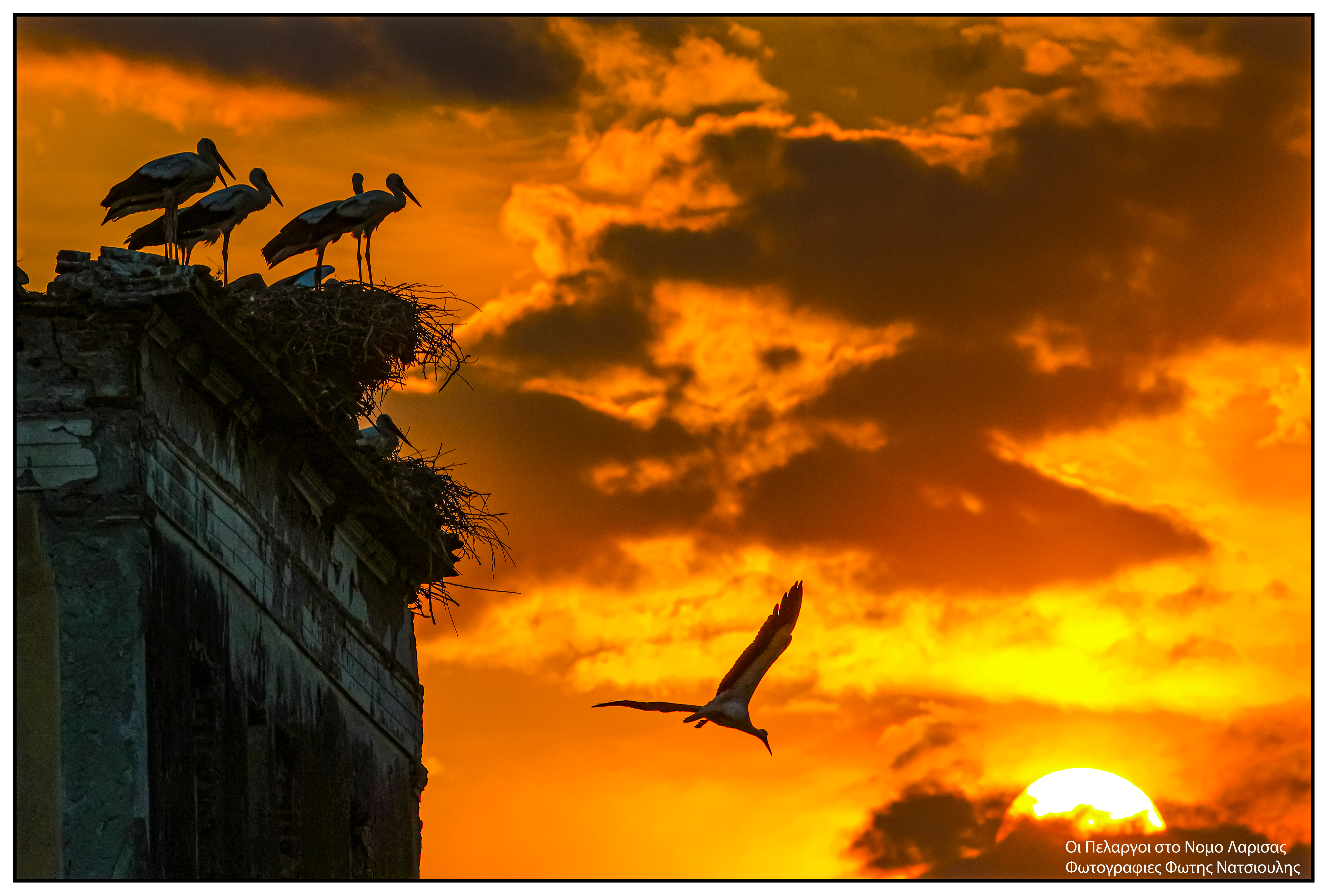 Το χωριό με τους 30 κατοίκους και τους 200 πελαργούς-4