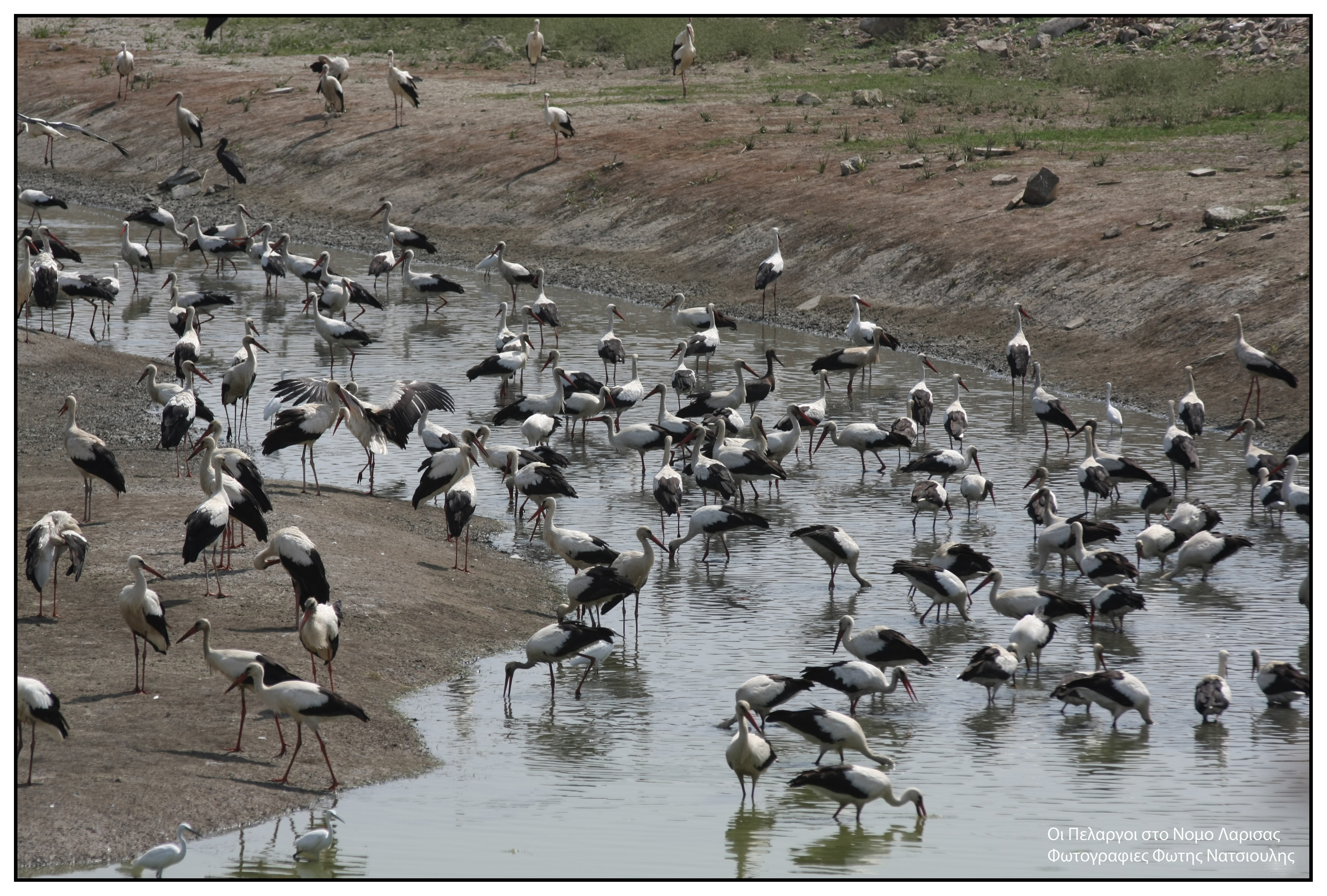 Το χωριό με τους 30 κατοίκους και τους 200 πελαργούς-3
