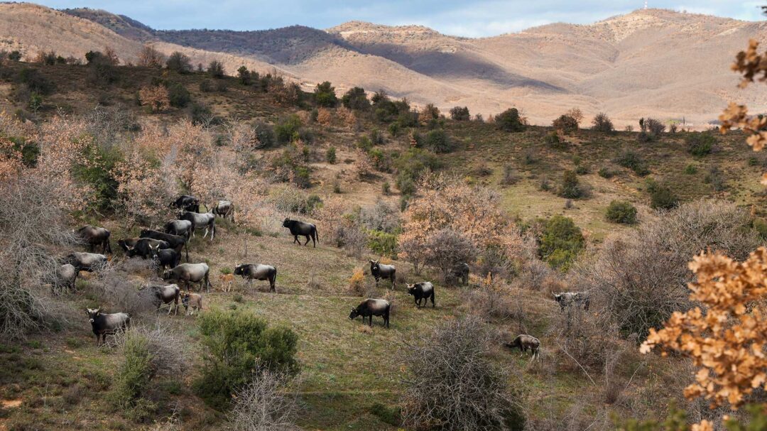 μαθήματα-φυσικής-κτηνοτροφίας-από-τη-563609041