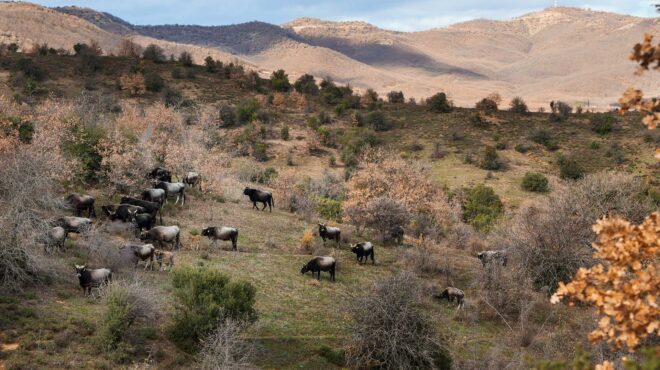 μαθήματα-φυσικής-κτηνοτροφίας-από-τη-563609041