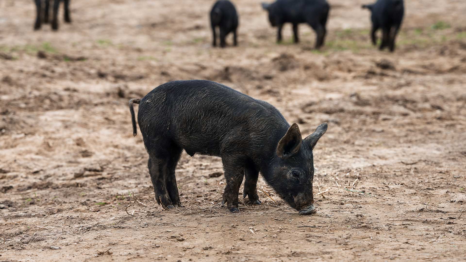 Μαθήματα φυσικής κτηνοτροφίας από την καρδιά της Θεσσαλίας-5