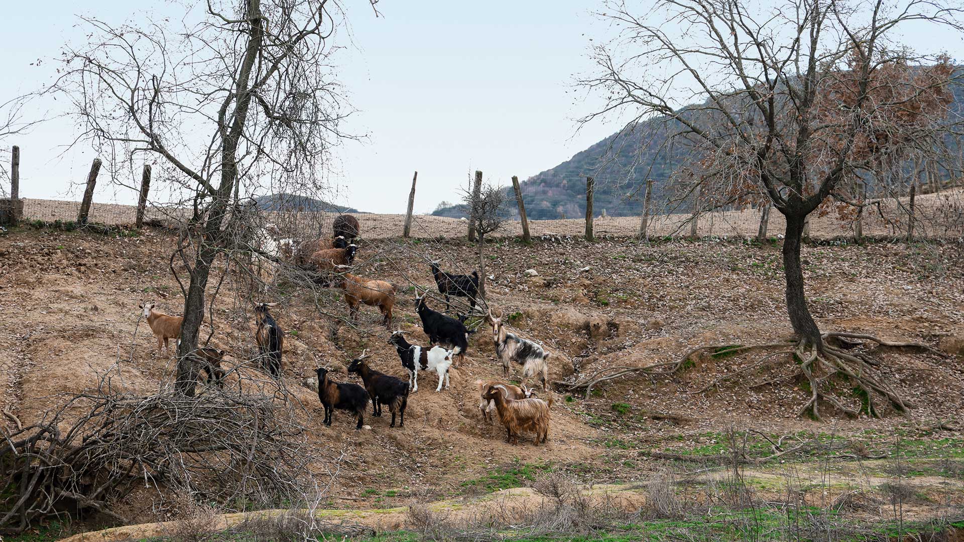 Μαθήματα φυσικής κτηνοτροφίας από την καρδιά της Θεσσαλίας-6