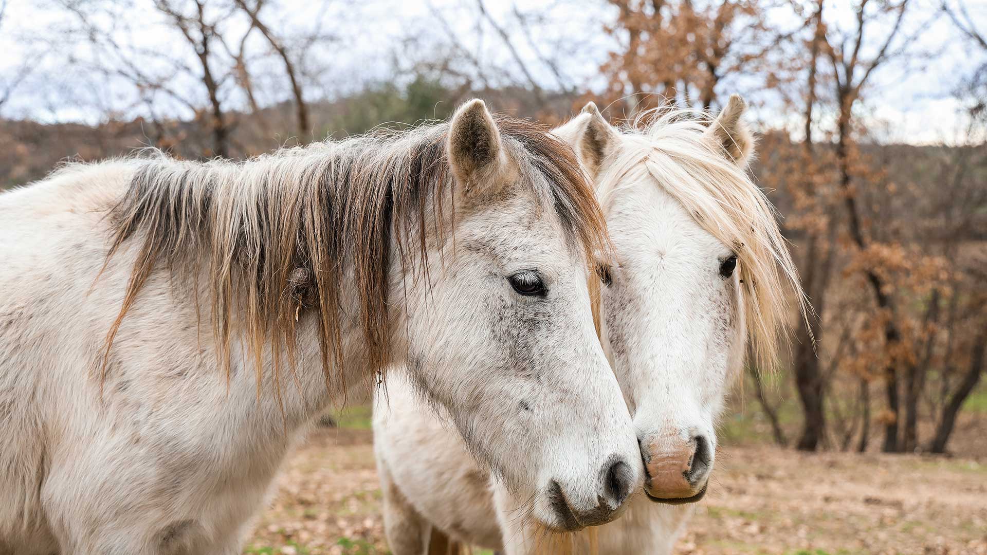 Μαθήματα φυσικής κτηνοτροφίας από την καρδιά της Θεσσαλίας-3