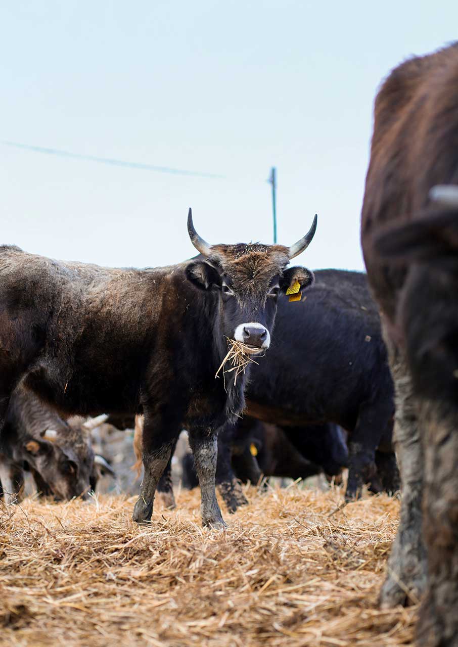 Μαθήματα φυσικής κτηνοτροφίας από την καρδιά της Θεσσαλίας-4