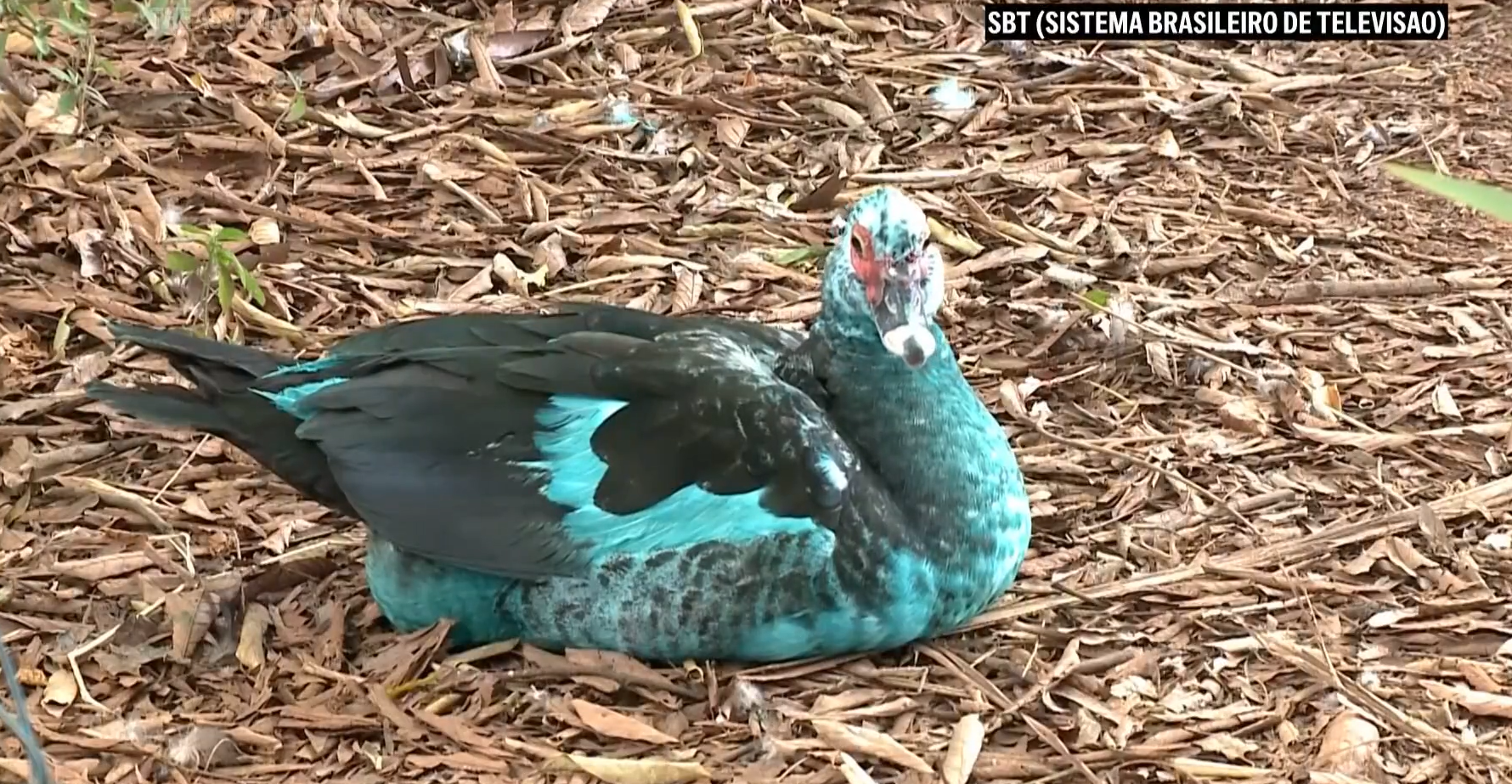 Διαρροή χρωστικής μετά από τροχαίο έβαψε μπλε την άγρια ζωή ποταμού στη Βραζιλία-1