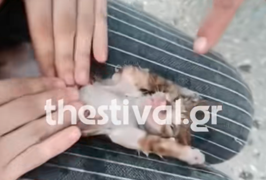 eκανε-καρπα-σε-νεογέννητο-γατάκι-και-το-563610013