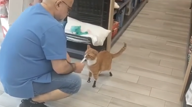 ηφαιστος-ο-ακρωτηριασμένος-γάτος-περ-563611183