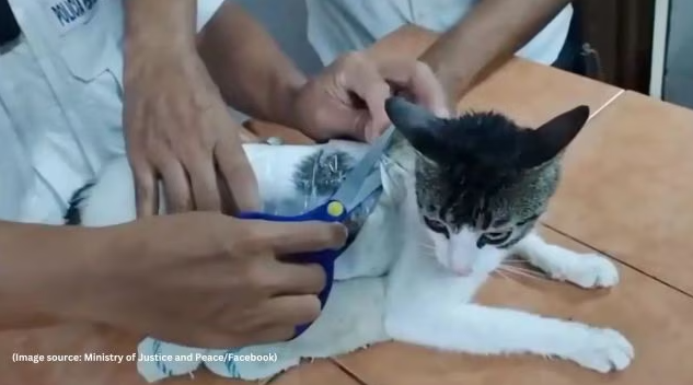 κόστα-ρίκα-γάτα-συνελήφθη-με-ναρκωτ-563621803