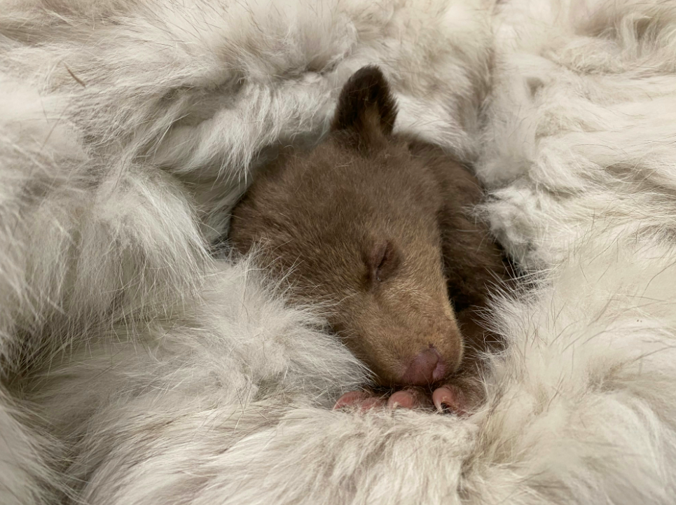 Το ορφανό αρκουδάκι που μεγαλώνει μέσα σε λούτρινα, γούνες και ανθρώπους ντυμένους… αρκούδες-1