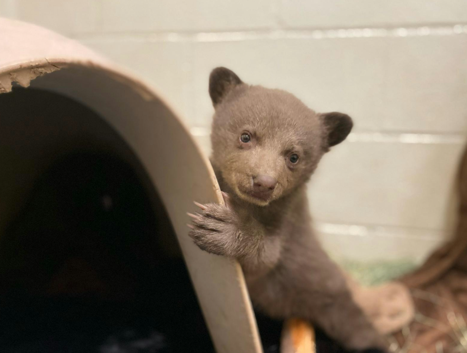 Το ορφανό αρκουδάκι που μεγαλώνει μέσα σε λούτρινα, γούνες και ανθρώπους ντυμένους… αρκούδες-9