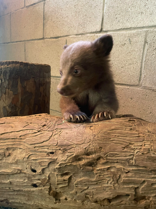 Το ορφανό αρκουδάκι που μεγαλώνει μέσα σε λούτρινα, γούνες και ανθρώπους ντυμένους… αρκούδες-4
