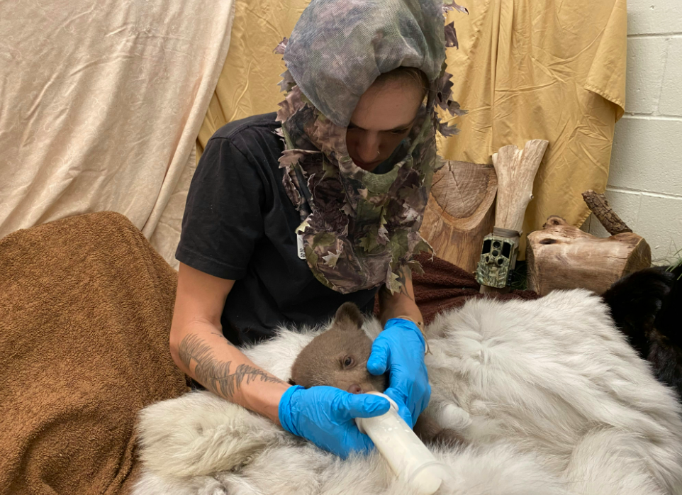 Το ορφανό αρκουδάκι που μεγαλώνει μέσα σε λούτρινα, γούνες και ανθρώπους ντυμένους… αρκούδες-3