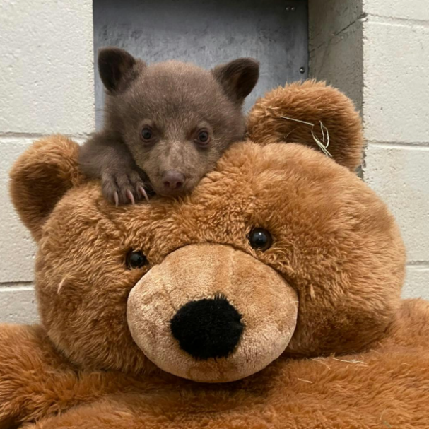το-ορφανό-αρκουδάκι-που-μεγαλώνει-μέσ-563628052