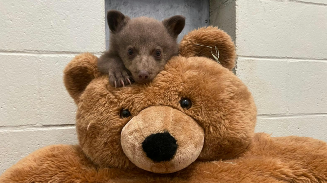 το-ορφανό-αρκουδάκι-που-μεγαλώνει-μέσ-563628052