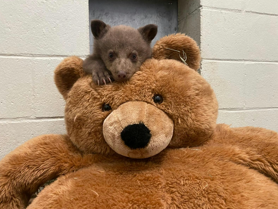 Το ορφανό αρκουδάκι που μεγαλώνει μέσα σε λούτρινα, γούνες και ανθρώπους ντυμένους… αρκούδες-8