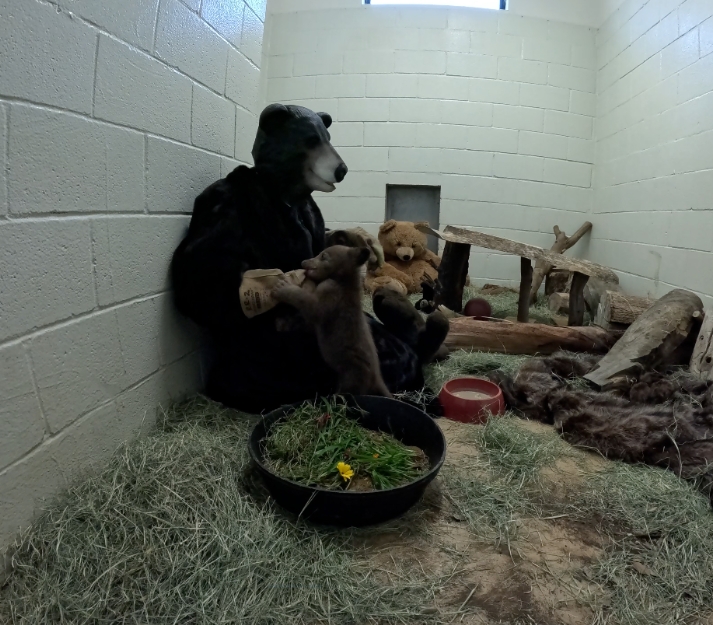 Το ορφανό αρκουδάκι που μεγαλώνει μέσα σε λούτρινα, γούνες και ανθρώπους ντυμένους… αρκούδες-6