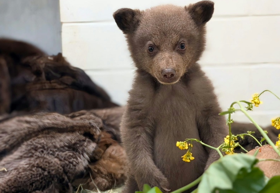 Το ορφανό αρκουδάκι που μεγαλώνει μέσα σε λούτρινα, γούνες και ανθρώπους ντυμένους… αρκούδες-2