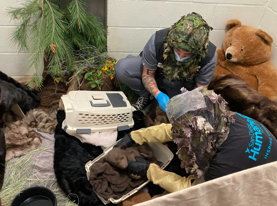 Το ορφανό αρκουδάκι που μεγαλώνει μέσα σε λούτρινα, γούνες και ανθρώπους ντυμένους… αρκούδες-5