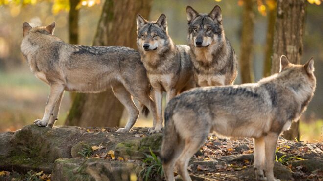 ιστορίες-με-λύκους-563630593