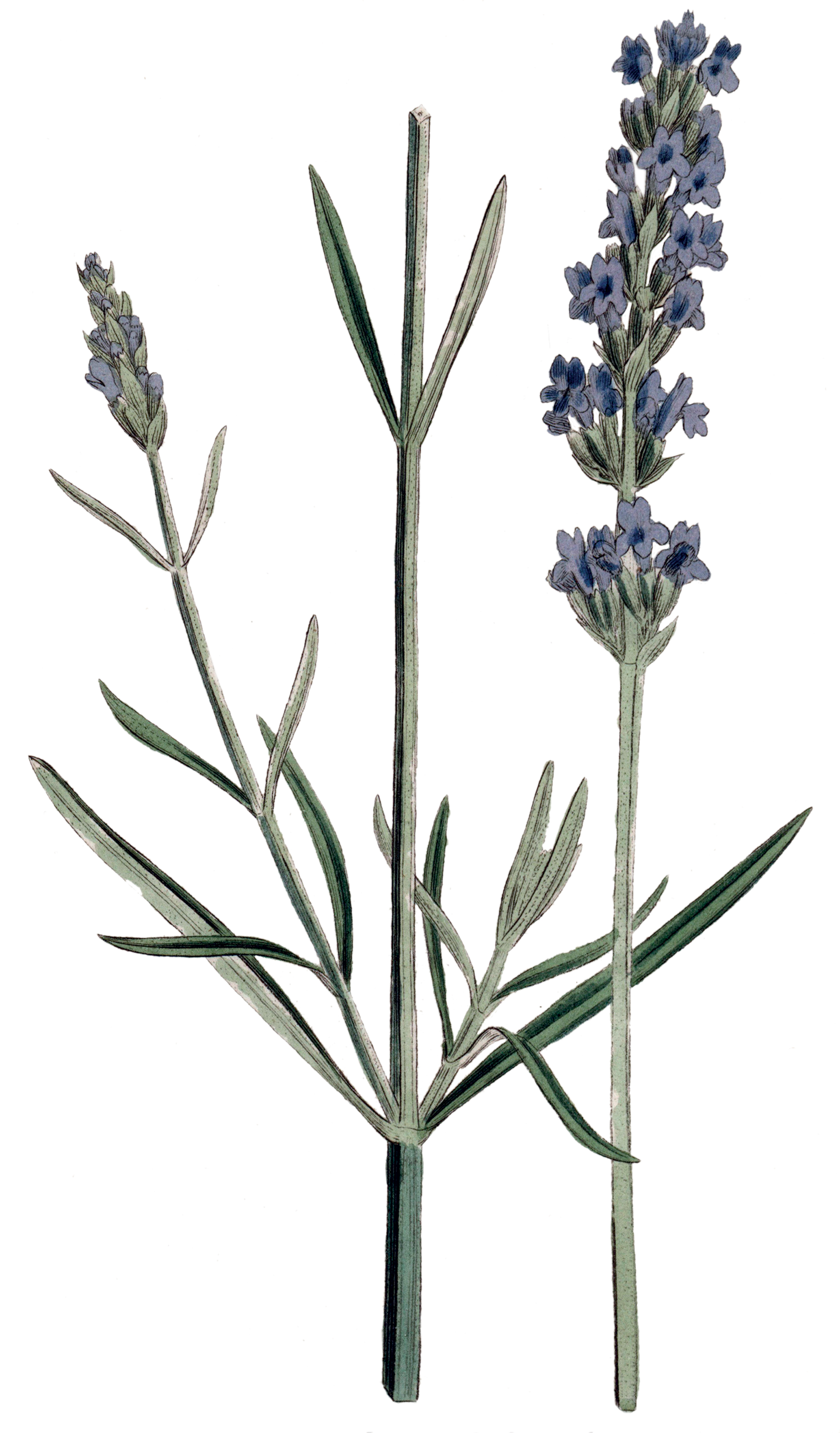 Το αρωματικό που θα σάς σώσει από τον σκόρο-1