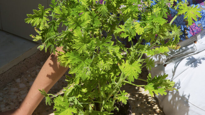 αρμπαρόριζα-με-τονωτική-αλλά-και-ηρεμ-563636728