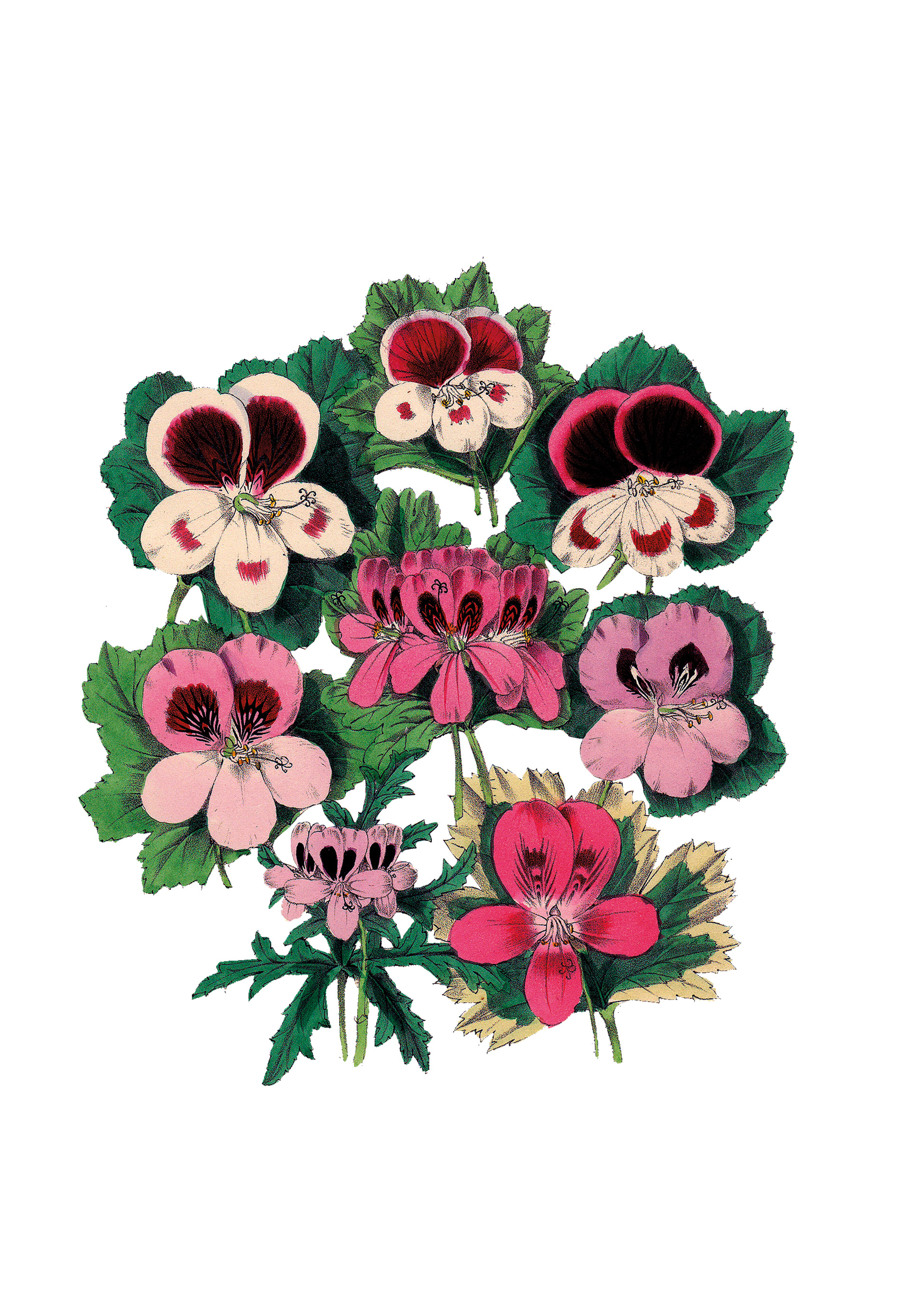 Αρμπαρόριζα: Με τονωτική αλλά και ηρεμιστική δράση-1