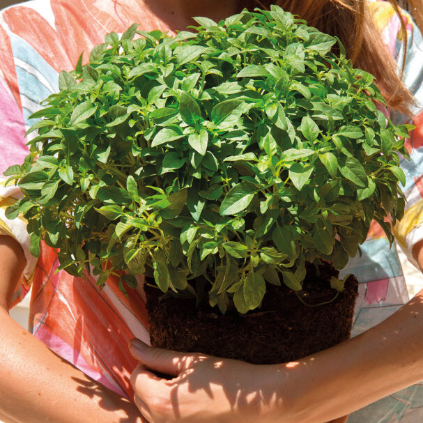 bασιλικός-ο-καλύτερος-φίλος-της-ντομάτ-563636761