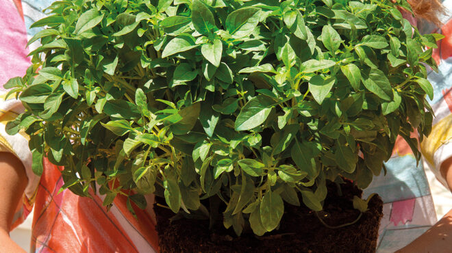 bασιλικός-ο-καλύτερος-φίλος-της-ντομάτ-563636761