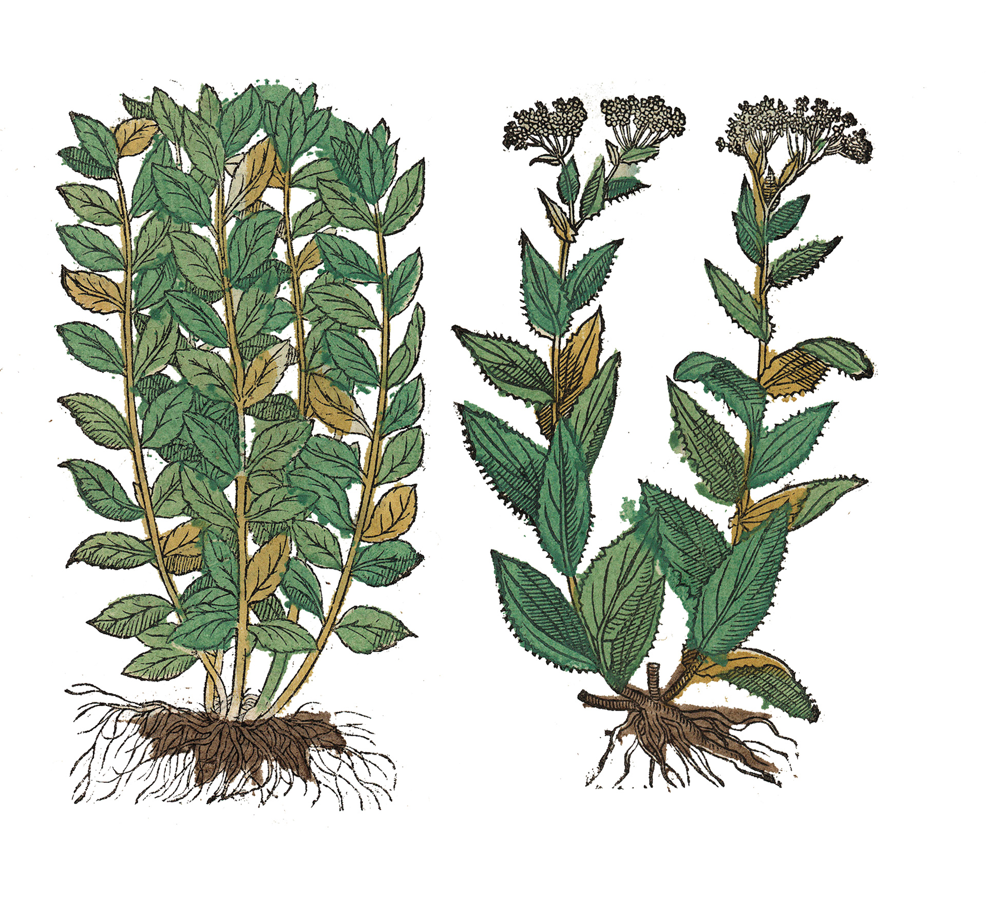 Bασιλικός: Ο καλύτερος φίλος της ντομάτας-1