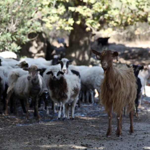 ο-χάρτινος-πύργος-των-αγροτικών-επιδο-563630143