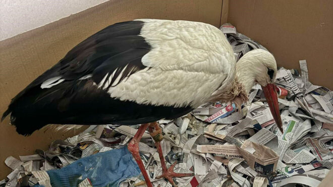 ανιμα-στο-χειρουργείο-πελαργός-με-όγ-563591098