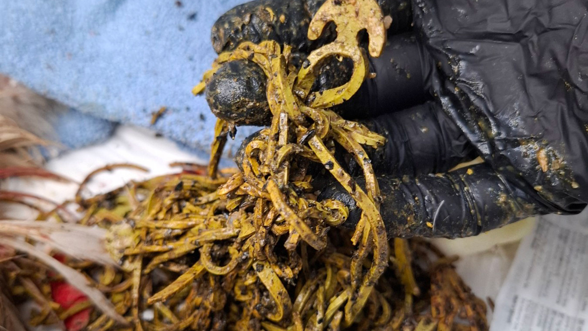 ΑΝΙΜΑ: Στο χειρουργείο πελαργός με «όγκο» από λάστιχα-2