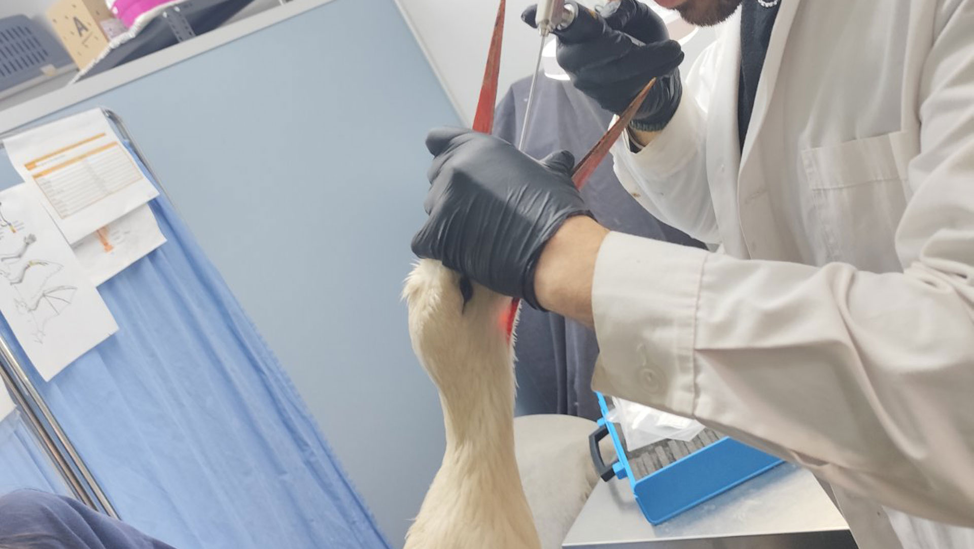 ΑΝΙΜΑ: Στο χειρουργείο πελαργός με «όγκο» από λάστιχα-1