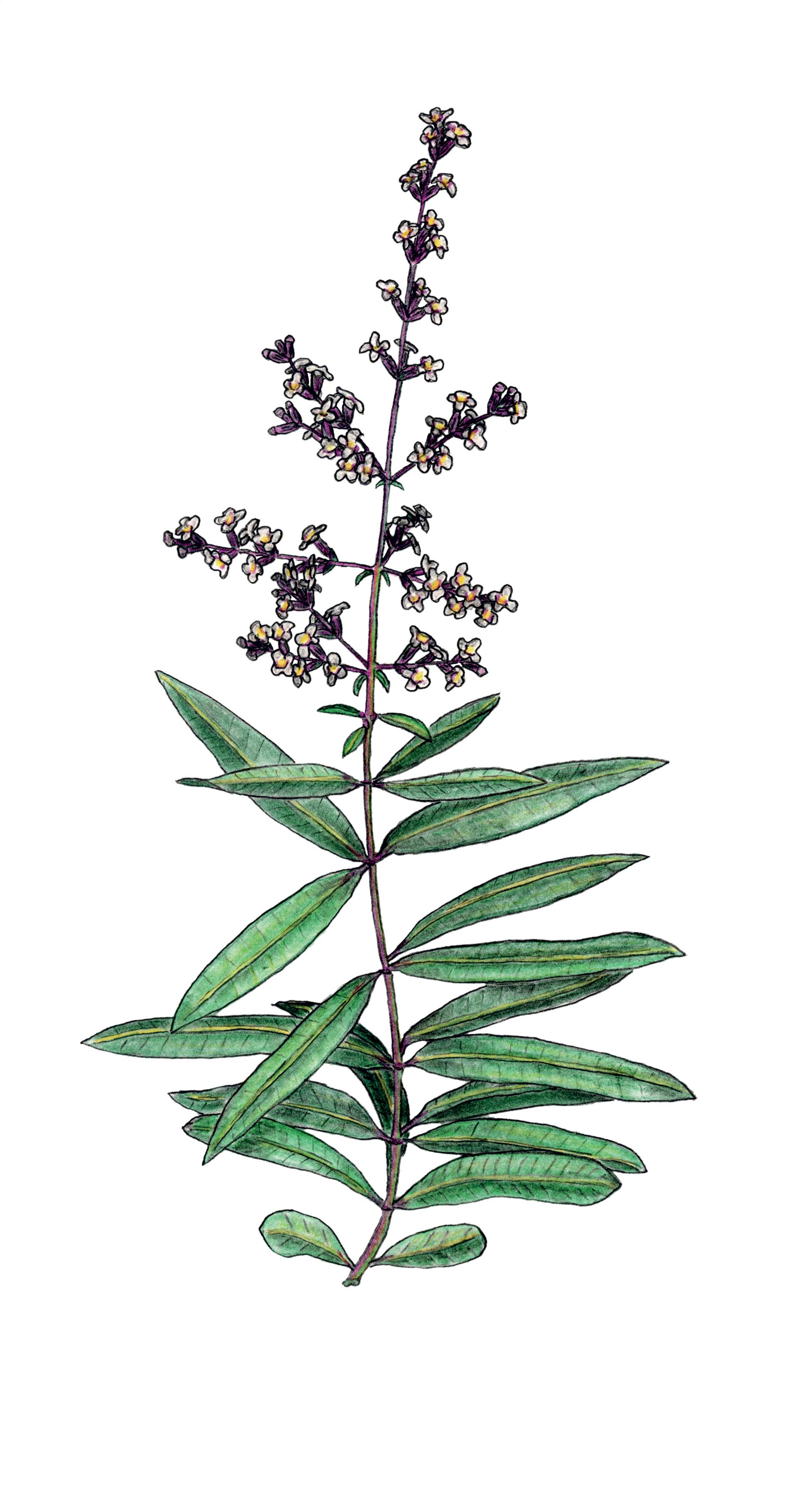 Το αρωματικό φυτό που χαλαρώνει το μυαλό και προστατεύει τους μυς-1