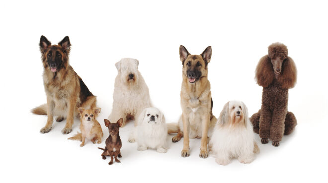 παίρνουν-σκύλο-των-2-500-ευρώ-και-τον-ταΐζ-563638828