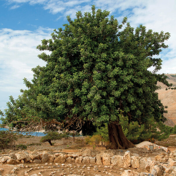 βελανιδιά-ιερή-για-τους-αρχαίους-και-μ-563636809