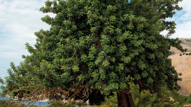 βελανιδιά-ιερή-για-τους-αρχαίους-και-μ-563636809