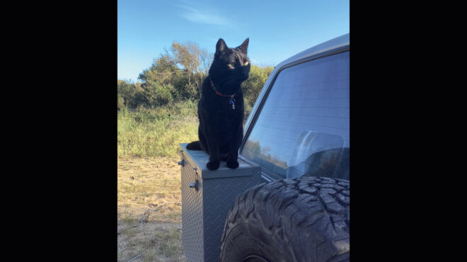 γυρνώντας-την-ελλάδα-με-έναν-γάτο-563591365