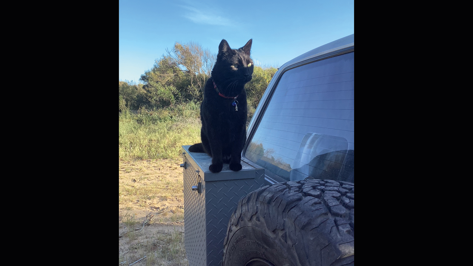 γυρνώντας-την-ελλάδα-με-έναν-γάτο-563591365