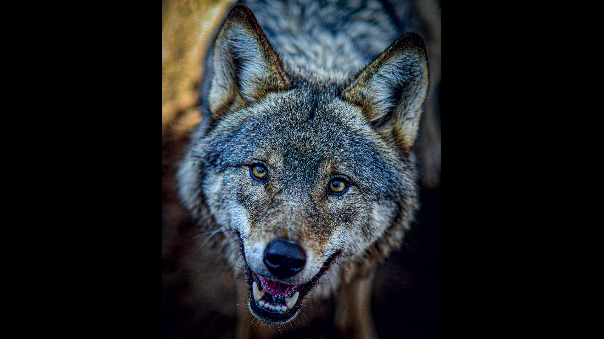 οκτώ-πιο-τρελές-ιδέες-για-τα-ζώα-της-πάρ-563626726