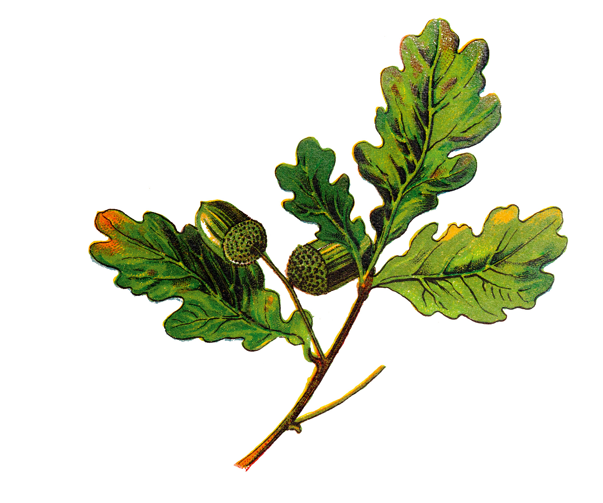 Βελανιδιά: Ιερή για τους αρχαίους και με μεγάλες αντοχές-1