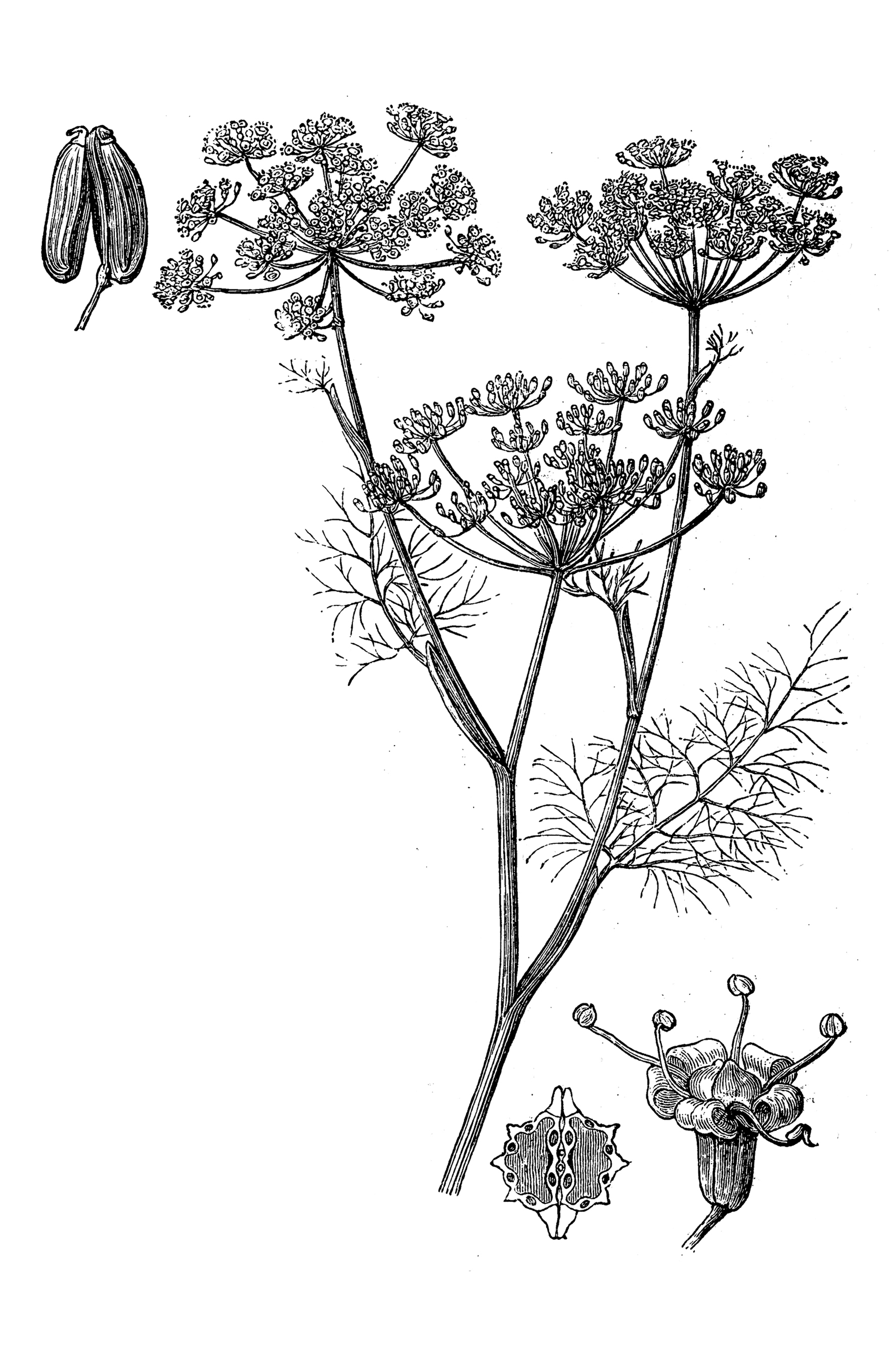 Το αρωματικό με την αφροδισιακή και χωνευτική φήμη-1