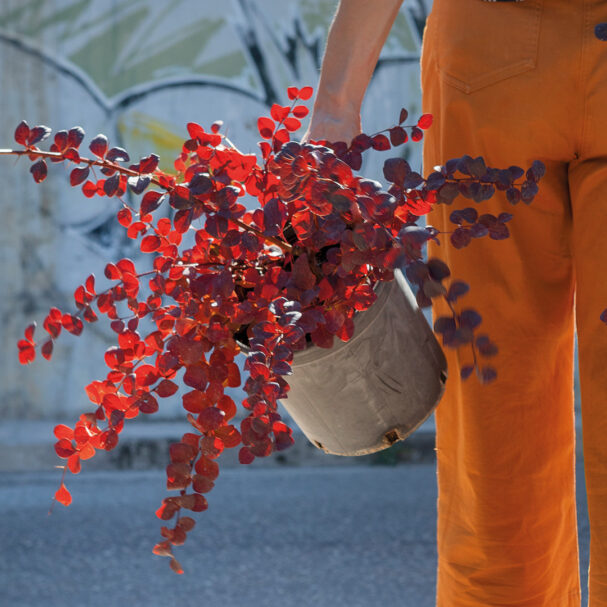 βερβερίδα-εγχρωμο-φυσικό-χώρισμα-563636839