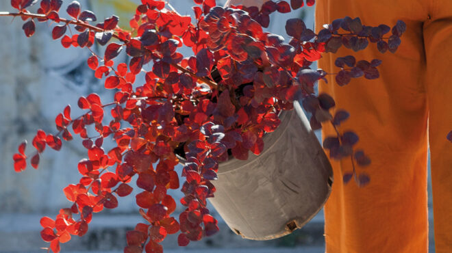 βερβερίδα-εγχρωμο-φυσικό-χώρισμα-563636839