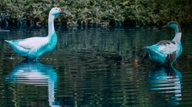 διαρροή-χρωστικής-μετά-από-τροχαίο-έβ-563615134