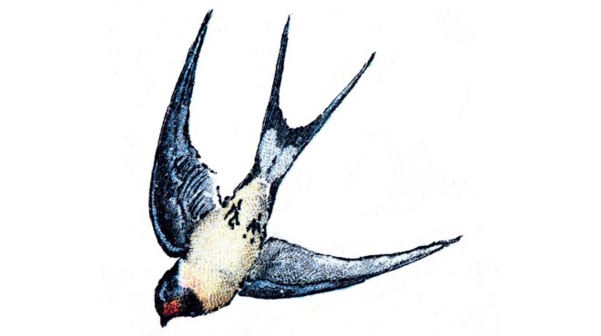 γιατί-τα-χελιδόνια-αποφεύγουν-την-αθή-563613892