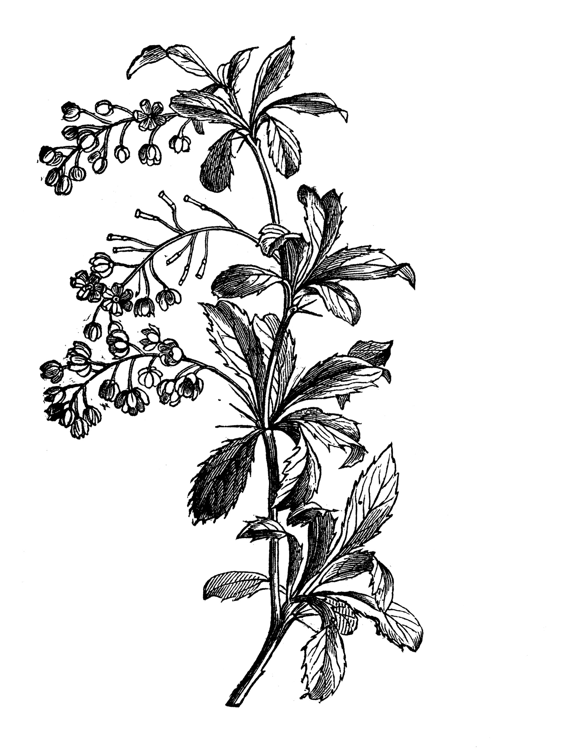 Βερβερίδα: Εγχρωμο φυσικό χώρισμα-1