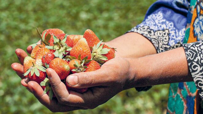 μικροφύκη-αυξάνουν-τον-χρόνο-ζωής-της-563618794
