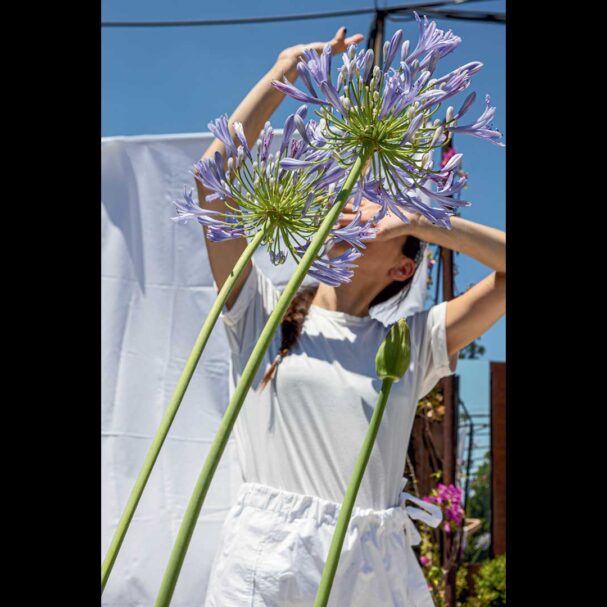 αγάπανθος-απολαμβάνει-τη-φήμη-του-ερω-563624647