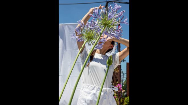 αγάπανθος-απολαμβάνει-τη-φήμη-του-ερω-563624647